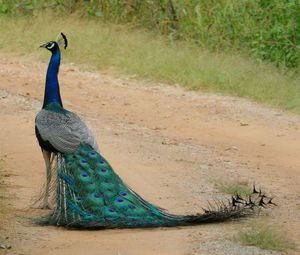 View of peacock on field