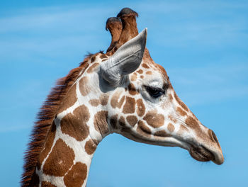 Close-up of giraffe against blue sky