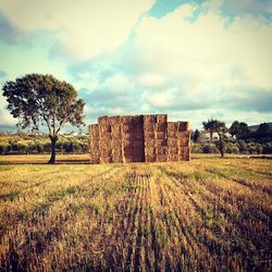 Scenic view of grassy field against sky