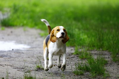 Dog running in a field