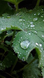 Close-up of water drops on leaf