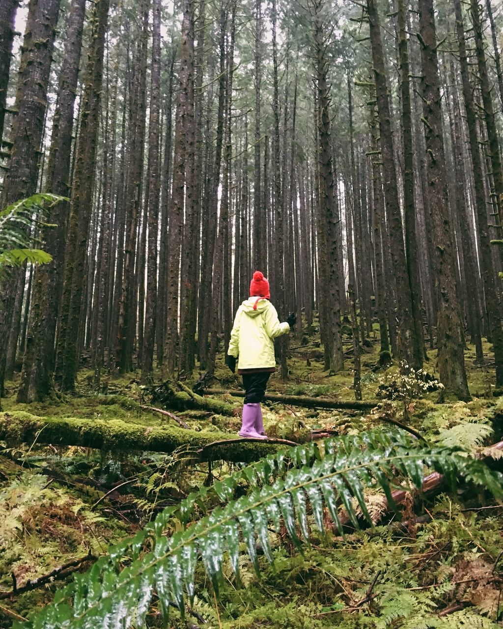 tree, full length, forest, lifestyles, rear view, leisure activity, casual clothing, standing, growth, tree trunk, nature, tranquility, woodland, walking, beauty in nature, tranquil scene, plant, day