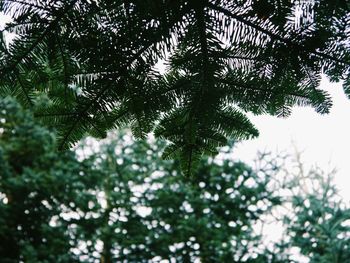 Low angle view of tree