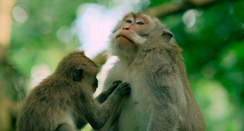 Close-up of a monkey