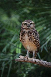 Portrait of owl perching on branch