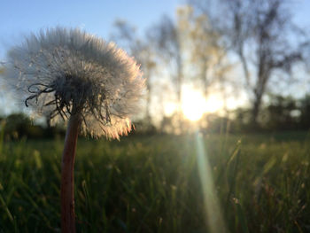 Close-up of dandelion on field