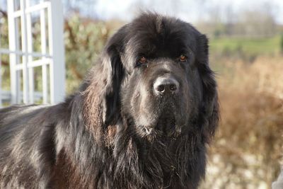 Close-up portrait of a dog