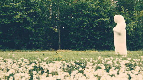 White flowering plants on field