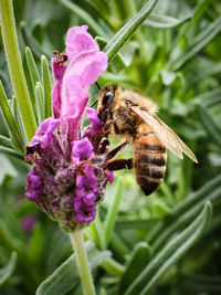 Close-up of bee pollinating on pink flower