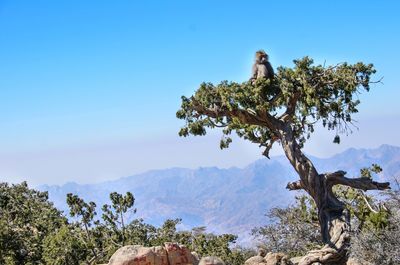 Low angle view of monkey sitting on tree against blue sky