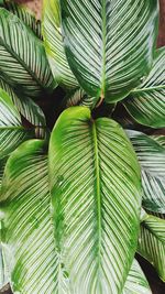 Close-up of palm leaves