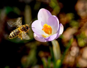 Close-up of bee pollinating on flower