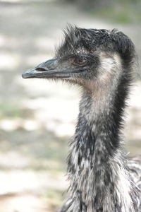 Close-up of a bird