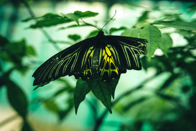 Close-up of butterfly pollinating flower