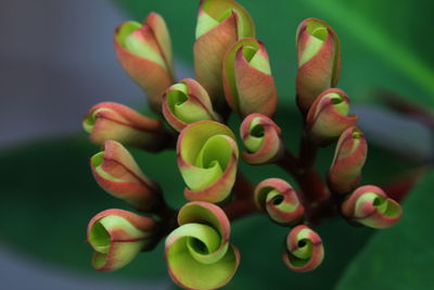 Close-up shot of green plant 