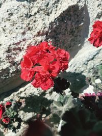 Close-up of red flowering plant against wall