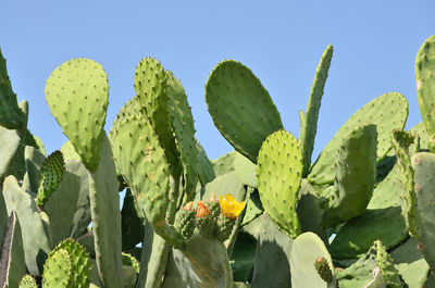 Close-up of prickly pear cactus against clear sky