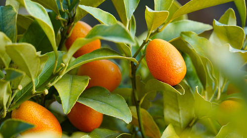 Close-up of oranges growing on plant