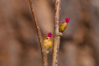 Close-up of hazelnut buds