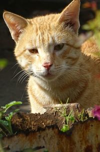 Close-up portrait of cat