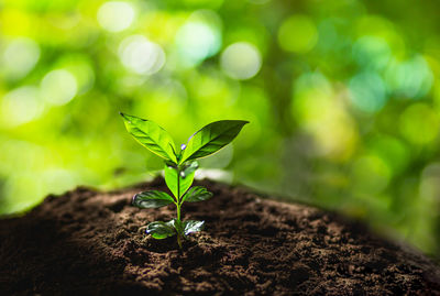 Close-up of sapling growing on land