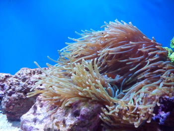 Close-up of coral in sea