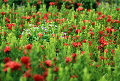 Red poppies blooming in field