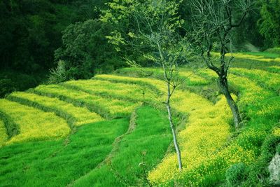 Scenic view of farm