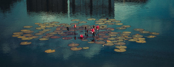 High angle view of friends in lake