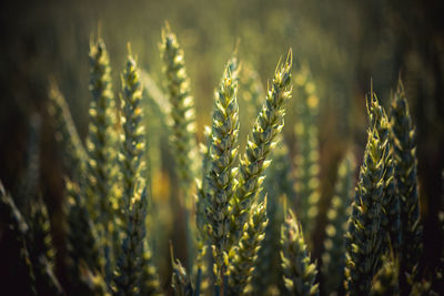 Close-up of wheat growing on field