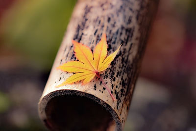Close-up of yellow maple leaf on bamboo piece