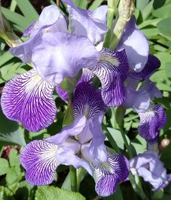 Close-up of purple iris flowers