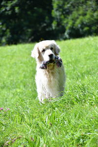 Portrait of dog sitting on field