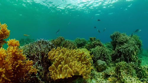 Tropical fishes and coral reef underwater. hard and soft corals, underwater landscape. 