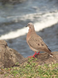 Bird on rock