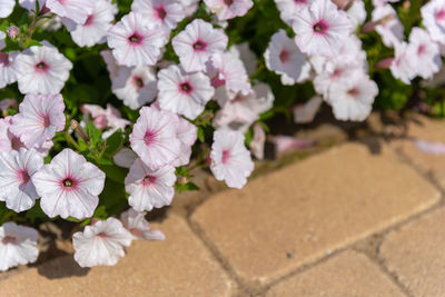 Petunia flowers petunia hybrida in the garden. flowerbed with multicoloured petunias in springtime