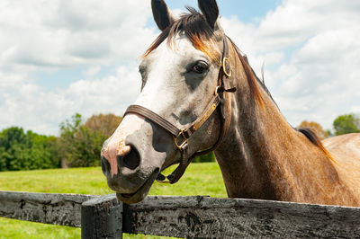 Horse looking over a black board fence