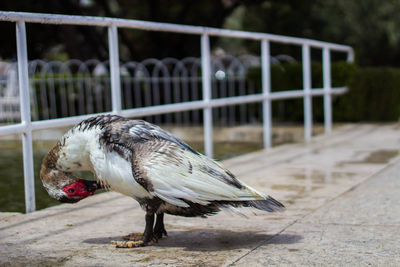 Close-up of bird perching on walkway