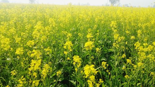 Scenic view of oilseed rape field