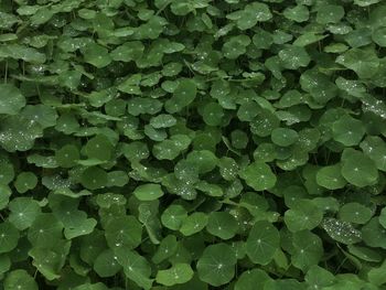 Full frame shot of water drops on leaf