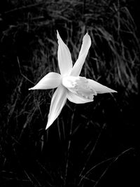 Close-up of white flowering plant