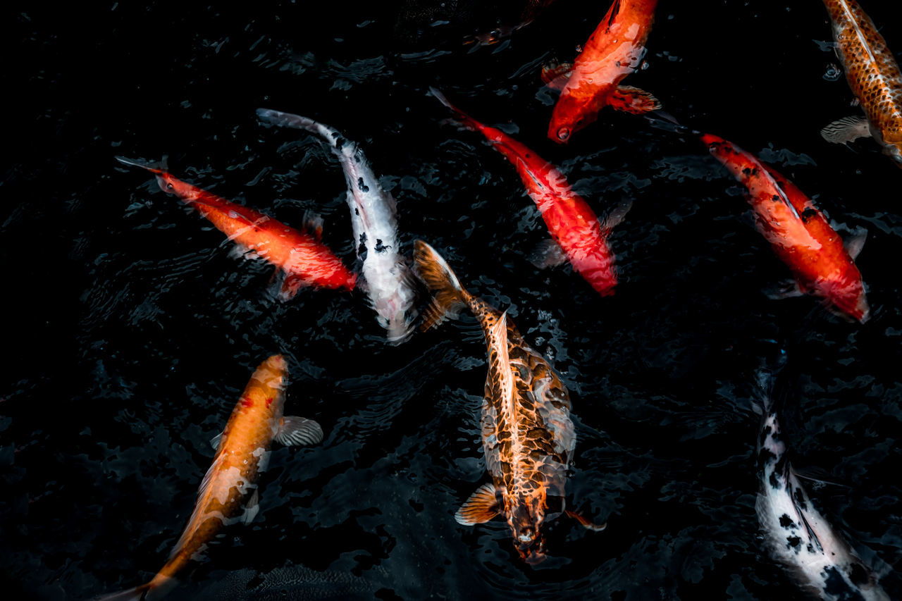 HIGH ANGLE VIEW OF KOI FISH IN WATER