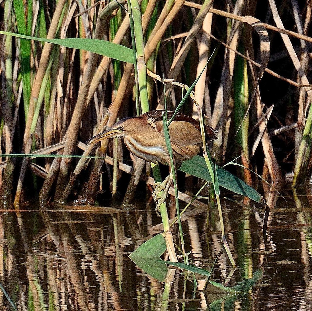 VIEW OF A BIRD IN WATER