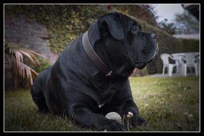 Close-up of dog sitting on grass