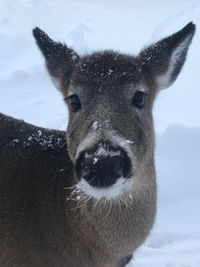 Close-up portrait of a horse