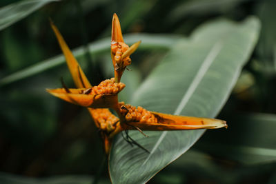 Close-up of butterfly on flower