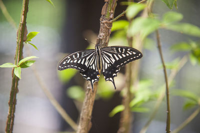 Close-up of butterfly on plant