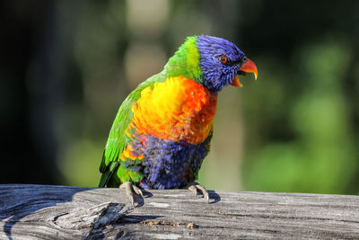 Close-up of parrot perching on wood