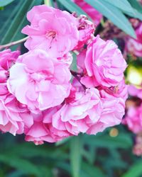 Close-up of pink flowers blooming outdoors