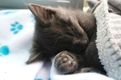 Close-up of cat sleeping on bed